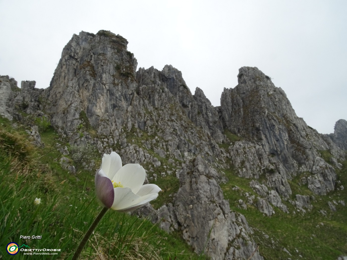 28 Anemone alpino (Pulasatilla alpina).JPG